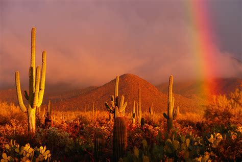 Rainbow sunset at the Saguaro National Park, Arizona, USA – Fubiz Media