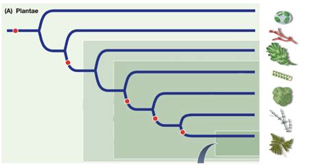 Archaeplastida(plants) part 1 Diagram | Quizlet