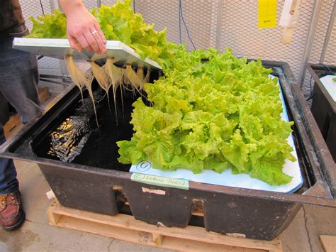 Hydroponics | Set up, Procedure and Advantages