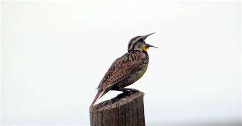 Why Do Birds Sing in the Morning? | WIRED