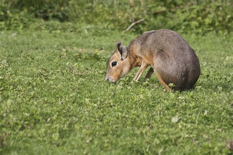 Rodent: What Is A South American Rodent