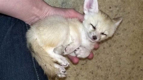 Baby Fennec Foxes