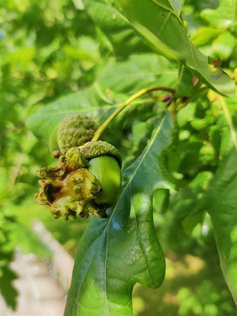 What is thing on this acorn? : r/PlantIdentification