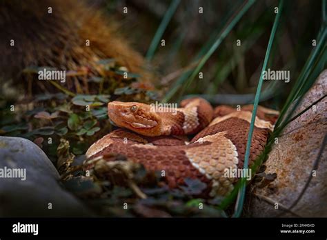 Trans-Pecos Copperhead Agkistrodon contortrix pictigaster, Texas, North ...