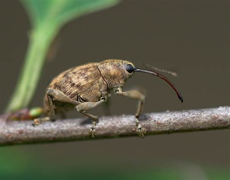 acorn weevil | Roads End Naturalist