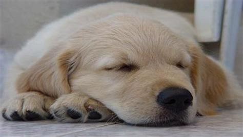 Golden Retriever Sleeping Tips | Golden Retrievers Training