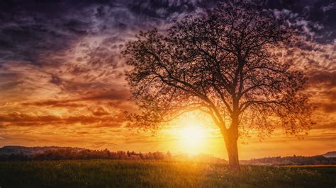 Sunset Nature Trees, HD Nature, 4k Wallpapers, Images, Backgrounds ...