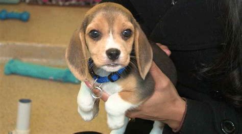 Beagle Puppies For Adoption Near Me | PETSIDI