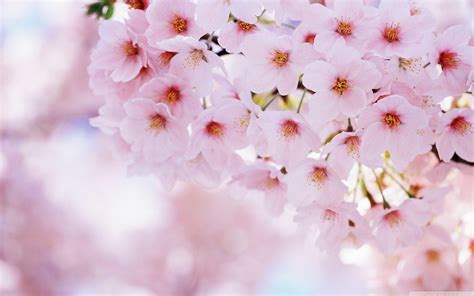 Cherry Blossom Wallpapers HD - Wallpaper Cave