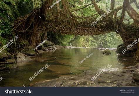 Living Root Bridge Mawlynnong Meghalaya Stock Photo 1954909276 ...