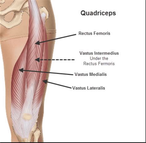 Thigh Strains (Quadriceps Injuries/ Rectus Femoris)