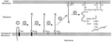 Lipid and peptidoglycan attachment of the murein (Braun's) lipoprotein ...