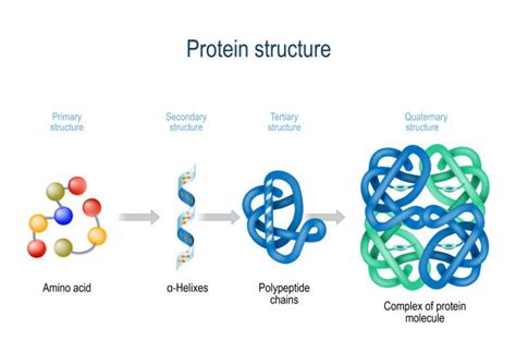 Protein Structure Stock Photos, Pictures & Royalty-Free Images - iStock