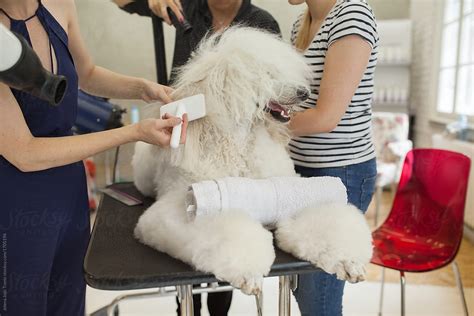 "White Poodle At Grooming Session" by Stocksy Contributor "Jelena Jojic ...