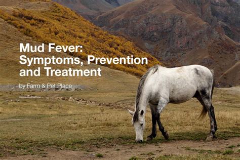 Mud Fever: Symptoms, Prevention, and Treatment - Farm & Pet Place