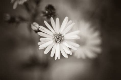 Download Black White Flower | Free Stock Photo and Image | Picography