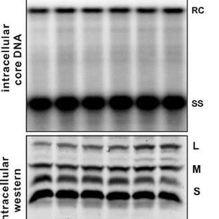 Intracellular HBV DNA replication and envelope protein expression ...