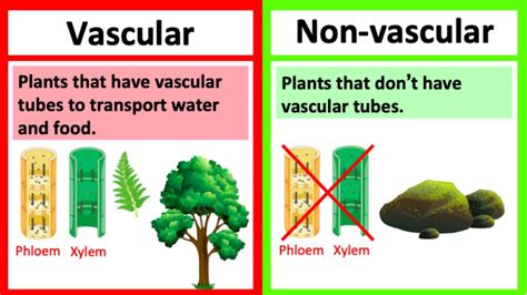 Vascular And Nonvascular Plants