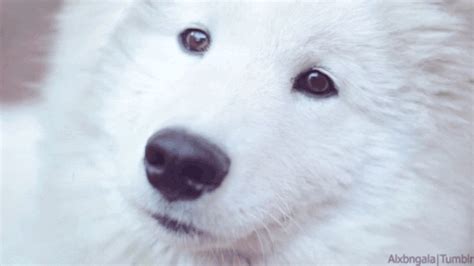 puppy eyes animation gif | WiffleGif