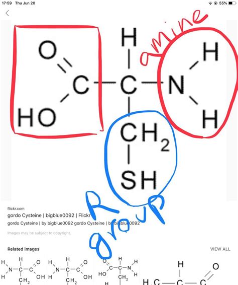 This is the amino acid cysteine. Circle the amine group, put a box ...