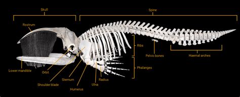 Blue Whale Skull Diagram