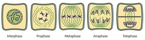 Stages Of Mitosis In Plant Cells Diagram