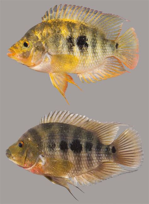 Midas Cichlid – Discover Fishes