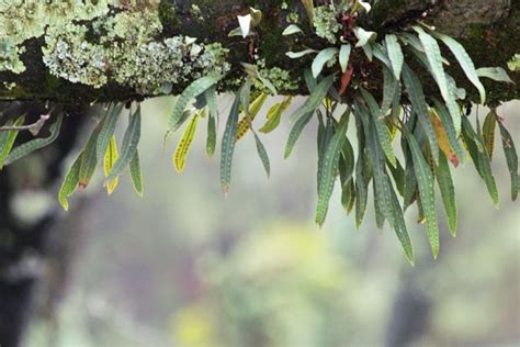 Epiphytes | Wild orchid, Art blog, Plants