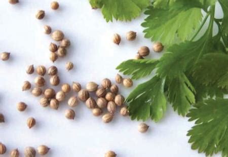 Coriander and coriander seeds for health and cooking - Health and ...