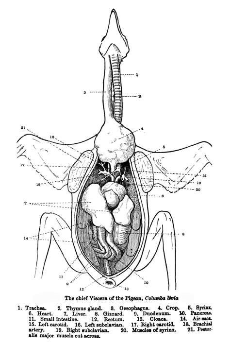 The Five of Us: Turkey Anatomy Lesson | 烏口, 鳥類, 解剖学