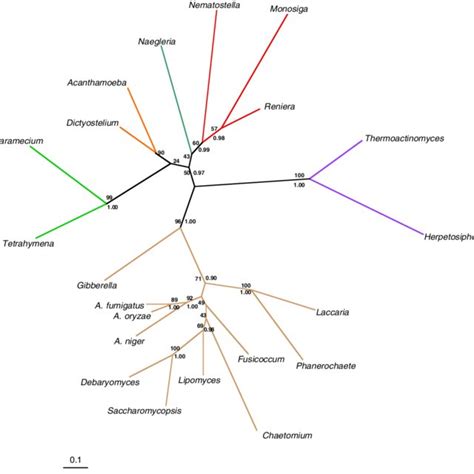 -Phylogeny of the opisthokonts based on concatenation of 110 ...