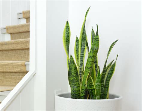 Snake Plant - Care Guide - Taite Floor