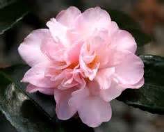 GARDEN - CAMELLIAS (ZONE 6 - COLD HARDY) | camellia, organic matter, garden