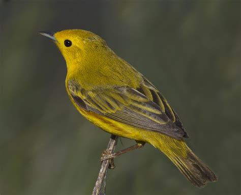 Yellow Warbler | San Diego Bird Spot