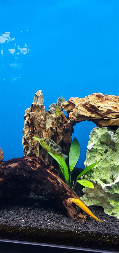 My African cichlid tank : r/Cichlid