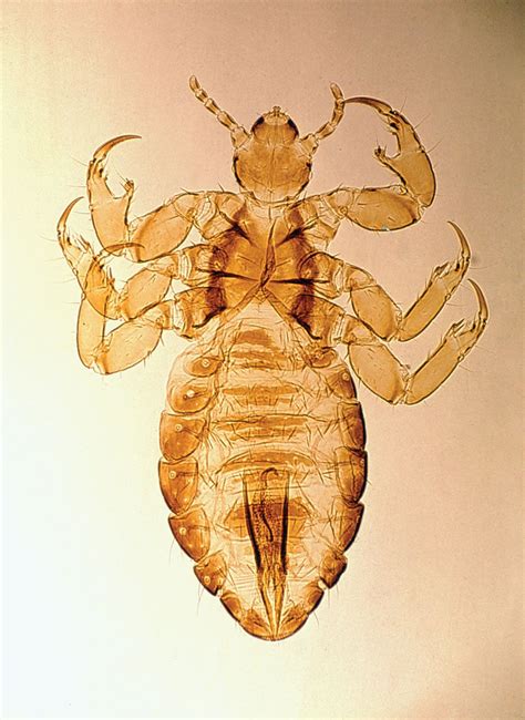 Human louse | Description, Subspecies, Behaviours, & Facts | Britannica