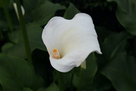 What do White Lilies Symbolise? 5 Types of White Lilies & Their Meanings