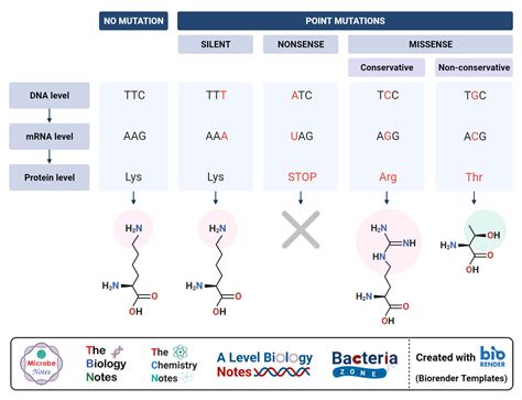 Point mutation- Definition, Causes, Mechanism, Types, Examples ...