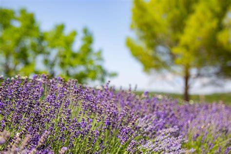 Beautiful Garden With Lavender Flowers Photograph by Levente Bodo ...