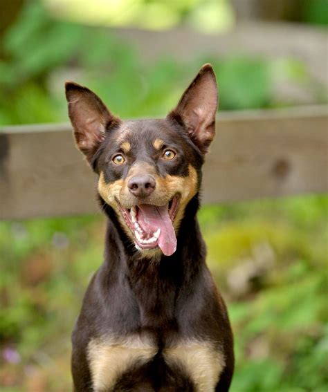 Australian Kelpie Dog Breed Information and Characteristics | Daily Paws