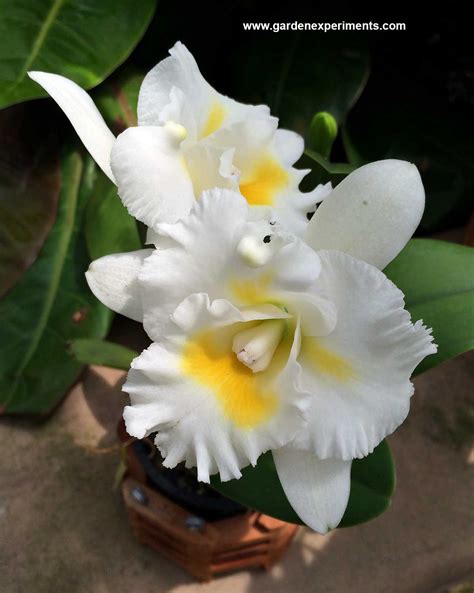 Amazing Orchids Facts and Photos