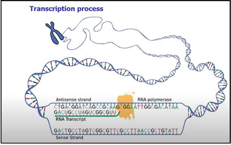 What are Transcription factors - geneXplain