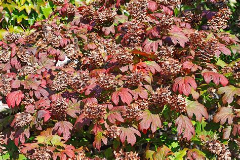 How to Grow and Care for Oakleaf Hydrangea | Gardener’s Path