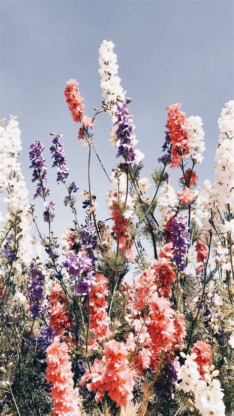 Amazing Aesthetic Pinterest Floral Desktop Wallpaper Images