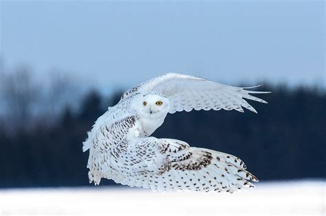 Snowy owl in flight - Jim Zuckerman photography & photo tours