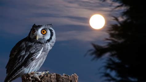 Night-Owl-Moon-HD-Wallpaper-desktop-wallpapers-4k-high-definition ...