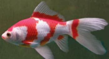 Comet Goldfish, the Most Popular Goldfish Variety Kept by Aquarists