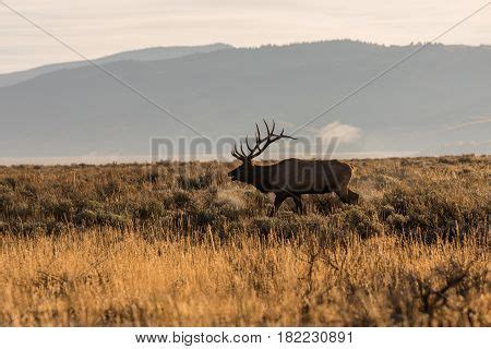 Bull Elk Bugling Image & Photo (Free Trial) | Bigstock