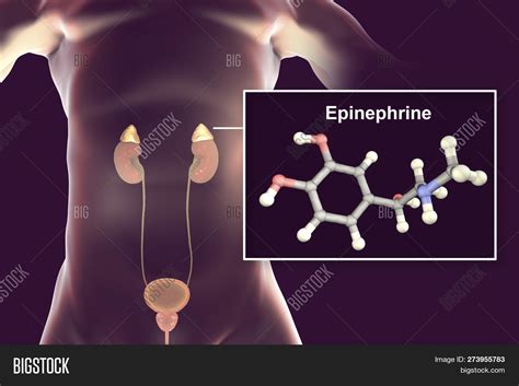 What Is Epinephrine Adrenaline