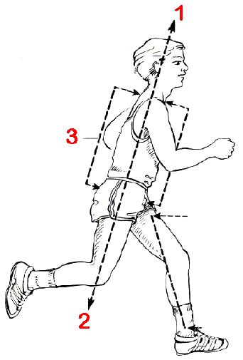 [Solved] Direction : - posterior -anterior -inferior -superior | Course ...